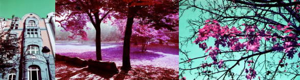【消費情報】LomoChrome Purple 400 重現 Kodak Aerochrome 底片風采