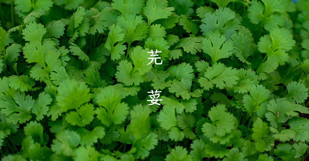 香菜控必下載！「芫荽」台灣第一套繁體硬筆楷書字型免費下載