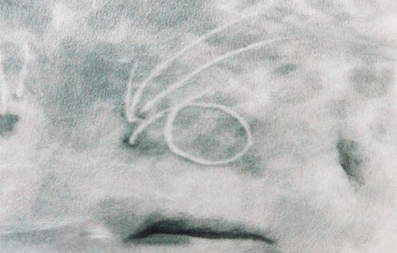 下班後想直奔回家「抱豹」的治癒小物！大阪水族館明星海豹翻版成軟 Q「微笑海豹抱枕」