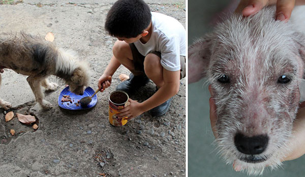 九歲男孩建造的動物收容所《Happy Animals Club》