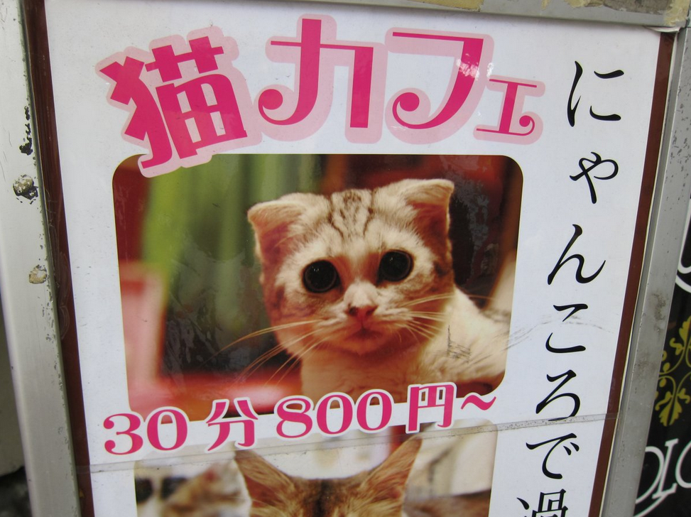 全世界最愛貓的國家！對貓咪超級癡迷的日本文化