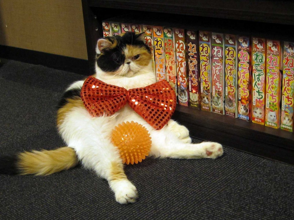 全世界最愛貓的國家！對貓咪超級癡迷的日本文化