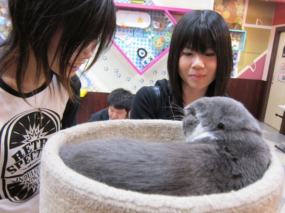 全世界最愛貓的國家！對貓咪超級癡迷的日本文化