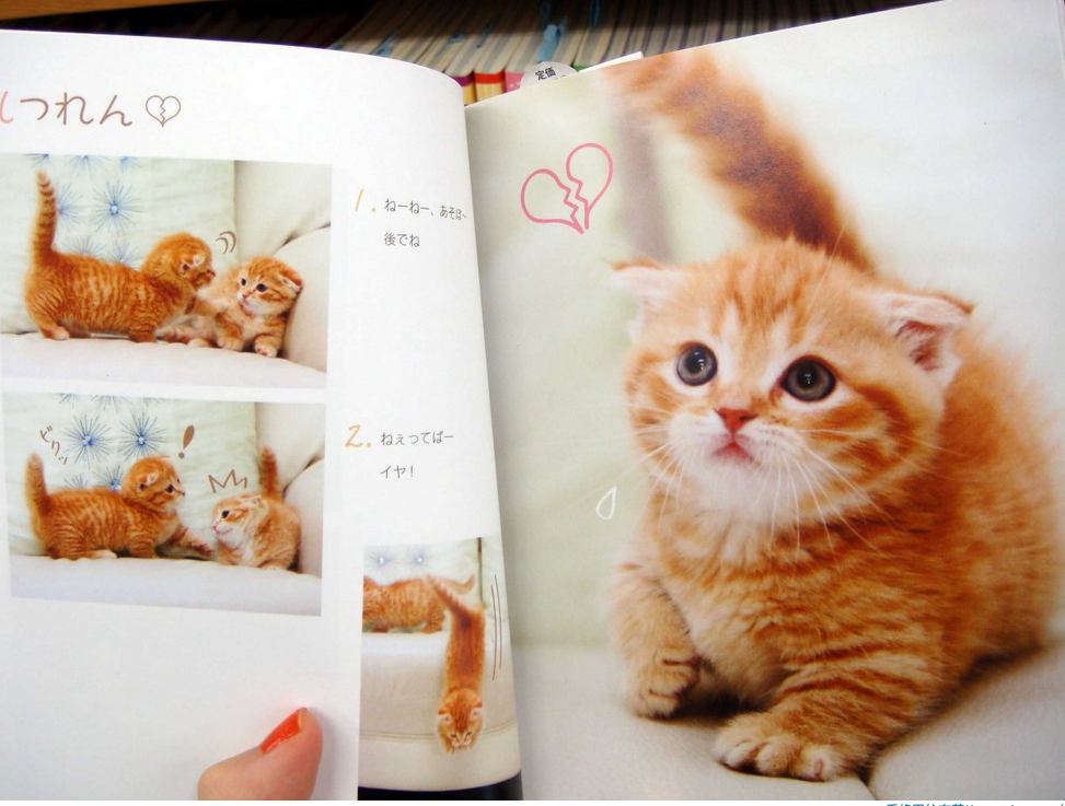 全世界最愛貓的國家！對貓咪超級癡迷的日本文化