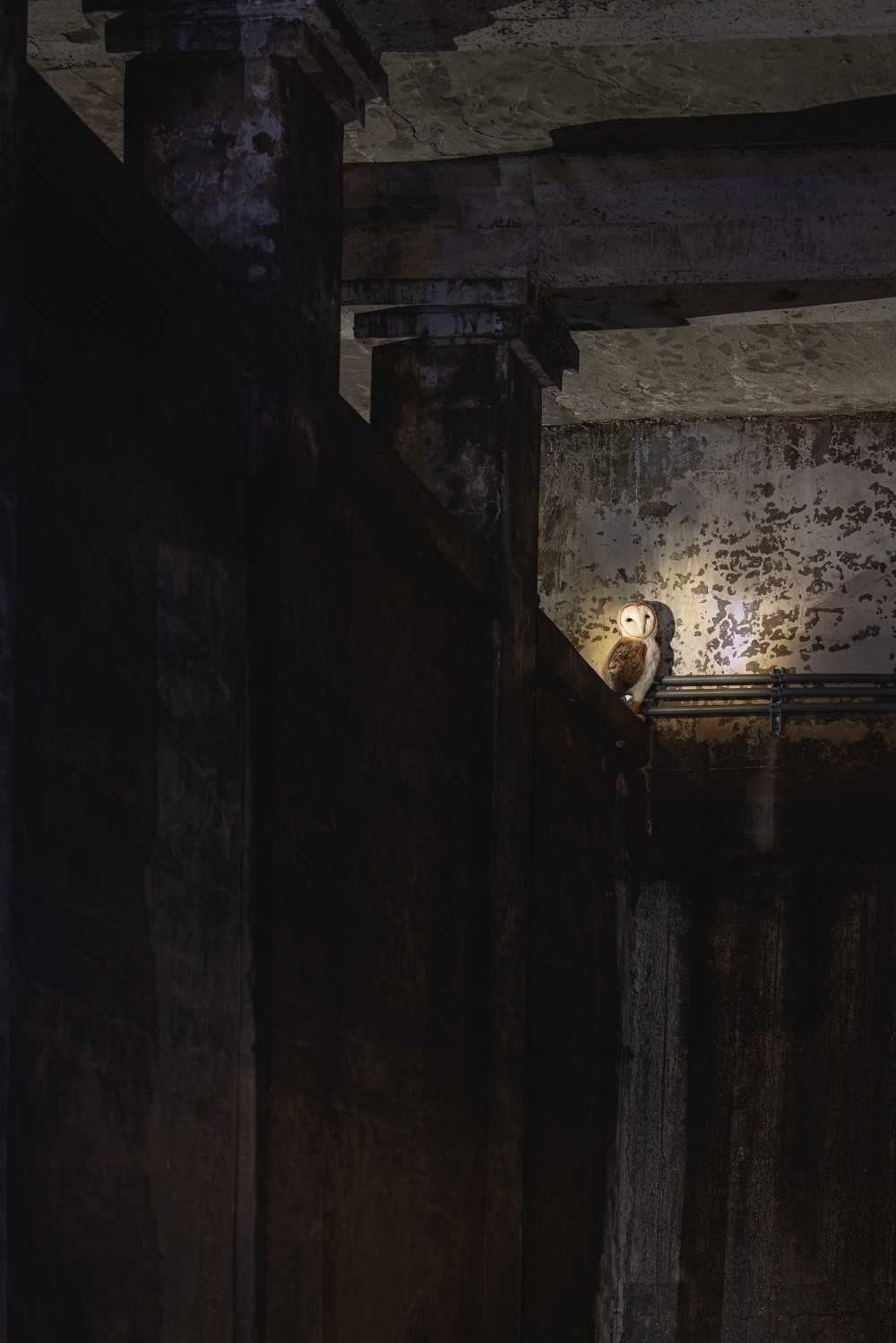 台北觀音蓄水池《獵島計畫》亮點！藍眼淚、化石紙雕等13組作品打造地下奇幻展覽