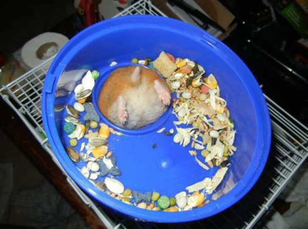 療癒新星！日本 Twitter 近期最流行的倉鼠屁屁