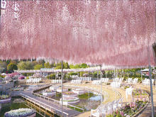 誰說春天一定要賞櫻？一同體驗宛如瀑布般雄偉的「紫藤花」吧！