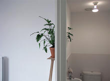 這牆,很自然!Philodendron
