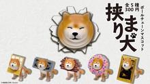 日本限定超可愛柴犬扭蛋登場!快來救救被卡住的柴柴/