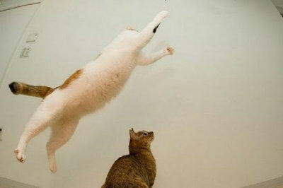 阿貓表示:喵~我比漂浮少女還會跳!