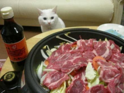 你確定知道你的貓咪在做什麼嗎？