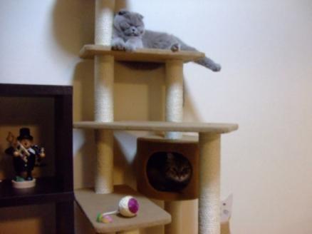 你確定知道你的貓咪在做什麼嗎？