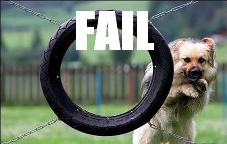 12個動物們也會出搥的尷尬時刻XD～