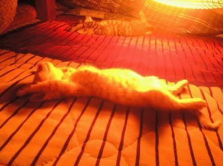 你確定知道你的貓咪在做什麼嗎？