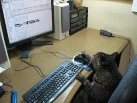 你確定知道你的貓咪在做什麼嗎？