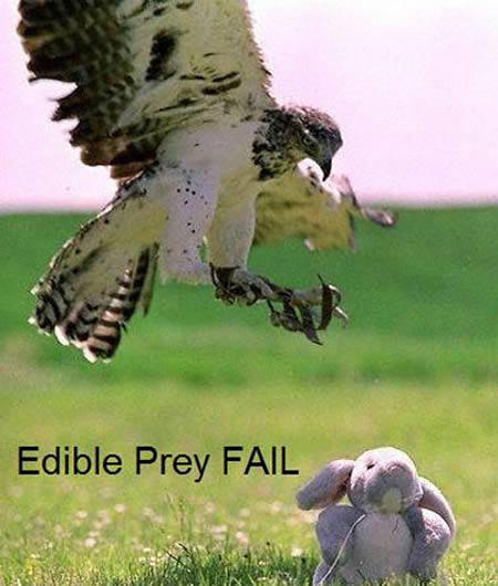 12個動物們也會出搥的尷尬時刻XD～