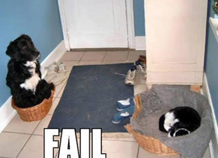 12個動物們也會出搥的尷尬時刻XD～