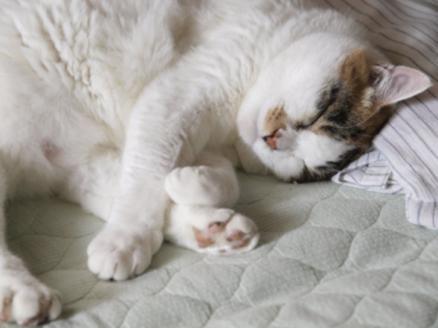 你確定知道你的貓咪在做什麼嗎？