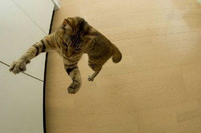 阿貓表示:喵~我比漂浮少女還會跳!