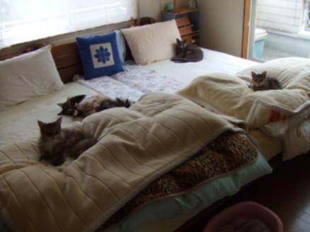 你確定知道你的貓咪在做什麼嗎？