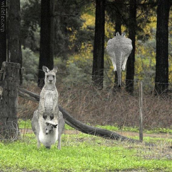 30張令人目瞪口呆的「決定性的瞬間照片」
