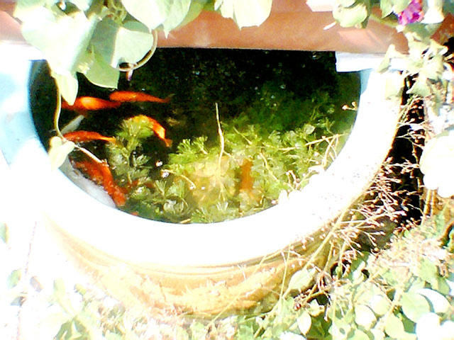 Green House Mini Digi 爆小粉嫩玩具相機，僅24g！