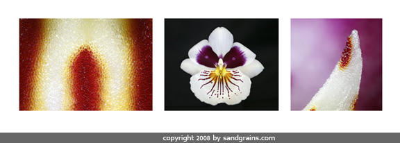 躲在沙子裡的自然界設計師