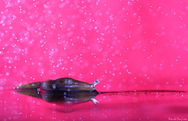 你從來沒看過的「夢幻昆蟲照」