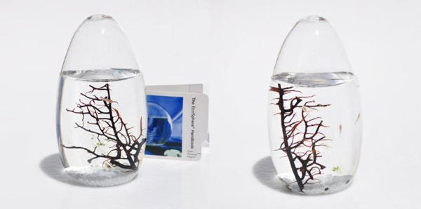 免你操心照料的迷你活動生態圈