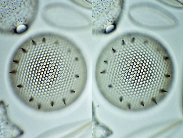 躲在沙子裡的自然界設計師