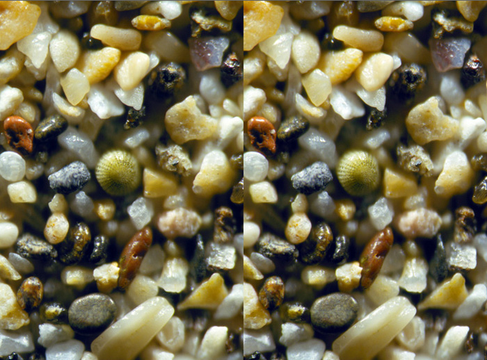 躲在沙子裡的自然界設計師