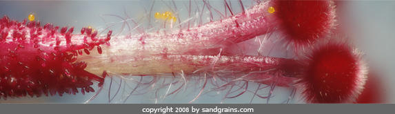 躲在沙子裡的自然界設計師