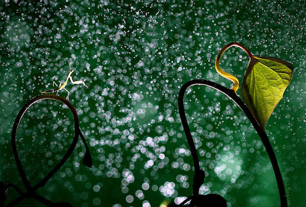 你從來沒看過的「夢幻昆蟲照」