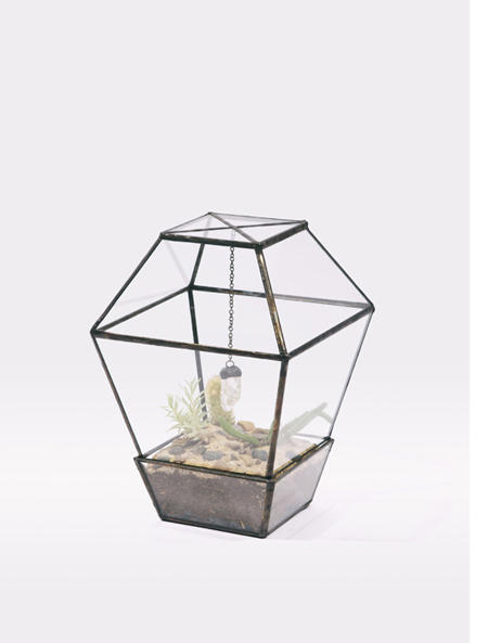 擁有一個迷你溫室,植物就像有個家!