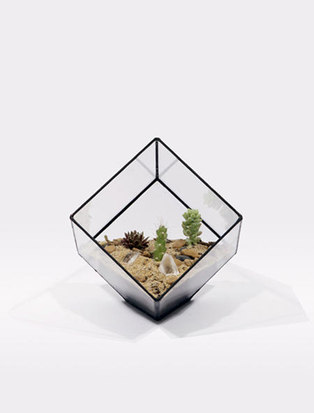 擁有一個迷你溫室,植物就像有個家!