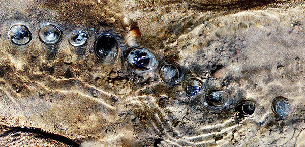 自然界的祕密，自然排列之美