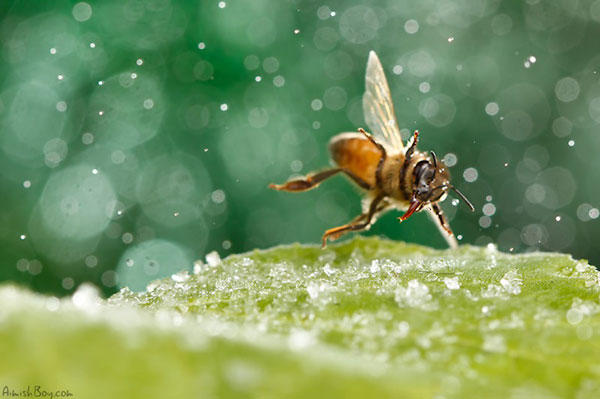 你從來沒看過的「夢幻昆蟲照」