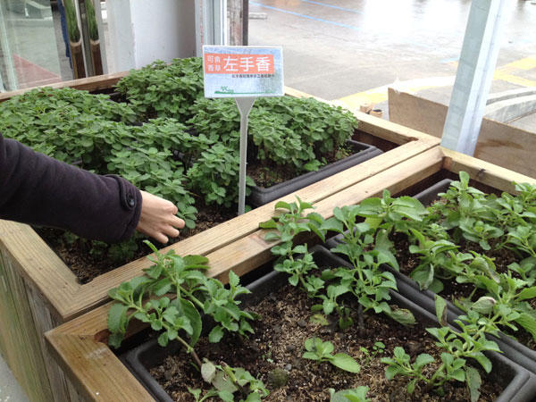 蘭陽新景點！與花草樹木共舞的「香草菲菲」