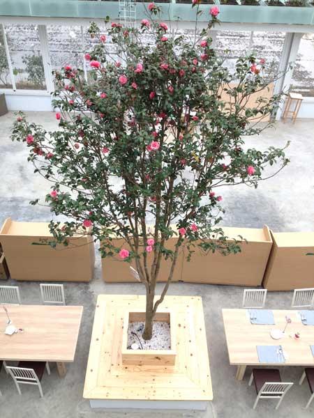 蘭陽新景點！與花草樹木共舞的「香草菲菲」