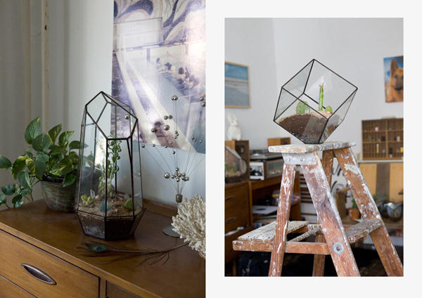 擁有一個迷你溫室,植物就像有個家!