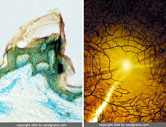 躲在沙子裡的自然界設計師