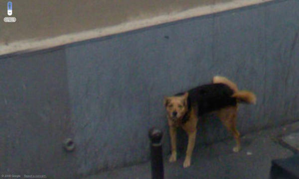 有沒有那麼巧合？！Google捕捉到的詼諧影像