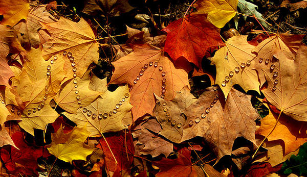 自然界的祕密，自然排列之美