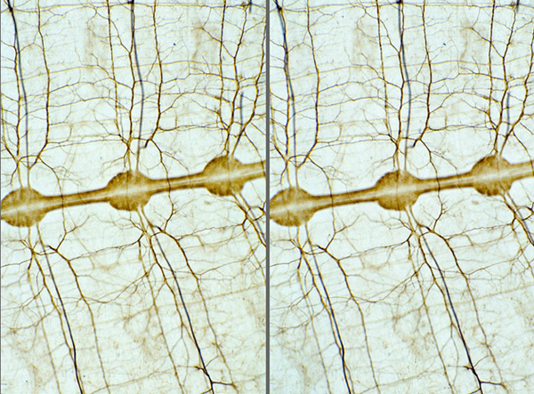 躲在沙子裡的自然界設計師