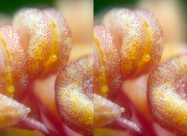 躲在沙子裡的自然界設計師