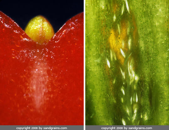 躲在沙子裡的自然界設計師