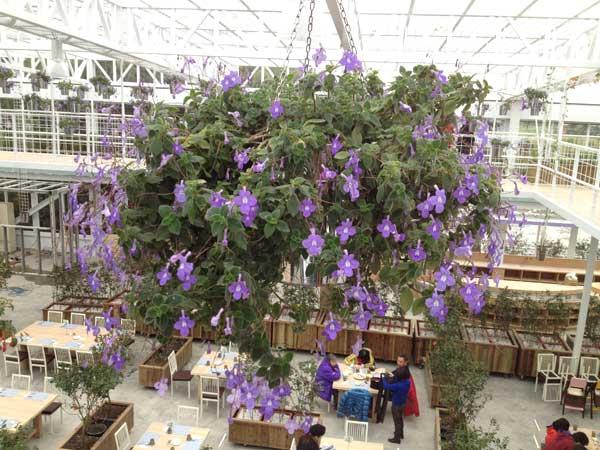 蘭陽新景點！與花草樹木共舞的「香草菲菲」