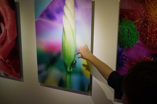 情人節沒處去嗎?來逛一個人也能逛「蜷川實花攝影展」吧!