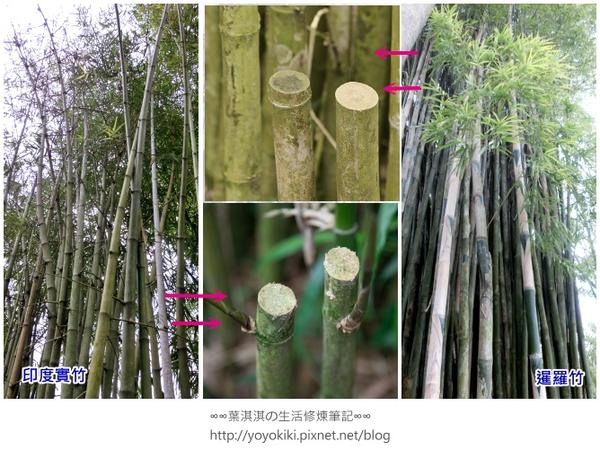 【玩體驗】來去鄉下住一晚---南投青竹文化園區深度體驗