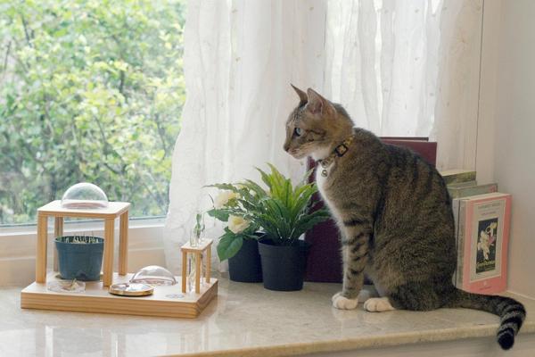 系統化微型觀測站，小小植物學家養成計畫啟動！